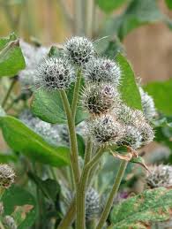 Attēlu rezultāti vaicājumam “Arctium tomentosum”