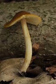 Attēlu rezultāti vaicājumam “Pluteus leoninus”