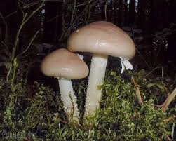 Attēlu rezultāti vaicājumam “Stropharia hornemannii”