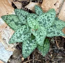 Attēlu rezultāti vaicājumam “Goodyera repens bud”