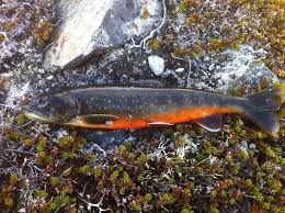 Image result for Salvelinus alpinus oquassa