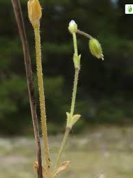Attēlu rezultāti vaicājumam “Cerastium semidecandrum bud”