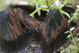 Attēlu rezultāti vaicājumam “Stemonitis fusca plasmodium”