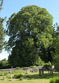 Attēlu rezultāti vaicājumam “Tilia tomentosa”