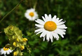 Attēlu rezultāti vaicājumam “Leucanthemum vulgare”