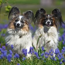 Image result for papillon