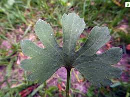 Attēlu rezultāti vaicājumam “Ranunculus auricomus leaf”