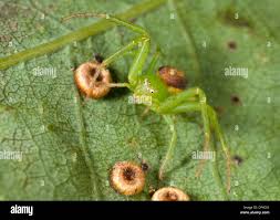 Attēlu rezultāti vaicājumam “Diaea dorsata female”