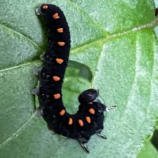 Attēlu rezultāti vaicājumam “Cucullia lucifuga larva”