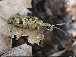 Attēlu rezultāti vaicājumam “Rhagium mordax”