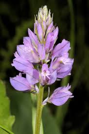 Attēlu rezultāti vaicājumam “Polygala comosa”