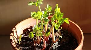 Image result for Liebstöckel