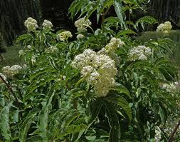 Attēlu rezultāti vaicājumam “Sambucus racemosa flower”