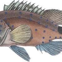 Image result for Hyporthodus niveatus