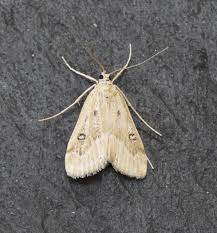 Attēlu rezultāti vaicājumam “Parapoynx stratiotata male”