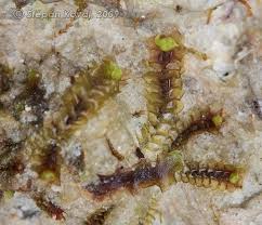 Attēlu rezultāti vaicājumam “Scapania irrigua”