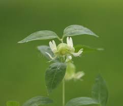 Attēlu rezultāti vaicājumam “Silene baccifera flower”