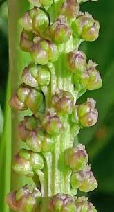 Attēlu rezultāti vaicājumam “Triglochin maritimum flower”