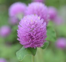 Image result for Kugelamarant