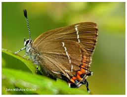 Attēlu rezultāti vaicājumam “Satyrium w-album underside”