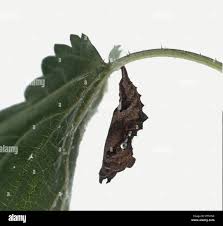 Attēlu rezultāti vaicājumam “Polygonia c-album larva”