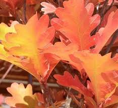 Attēlu rezultāti vaicājumam “Quercus robur Fastigiata leaf”