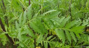 Image result for Tanacetum vulgare