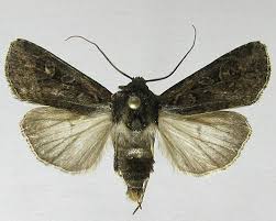 Attēlu rezultāti vaicājumam “Euxoa nigricans”