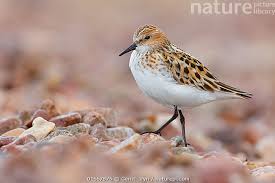 Attēlu rezultāti vaicājumam “Calidris minuta”