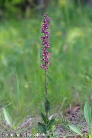 Attēlu rezultāti vaicājumam “Epipactis atrorubens fruit”