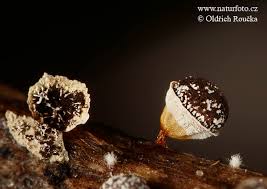 Attēlu rezultāti vaicājumam “Craterium leucocephalum”