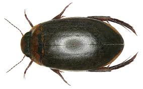 Attēlu rezultāti vaicājumam “Rhantus frontalis”