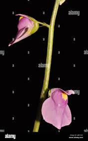 Attēlu rezultāti vaicājumam “Utricularia intermedia bud”