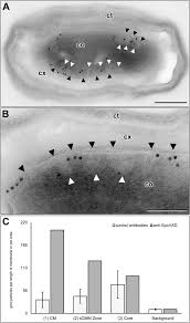Attēlu rezultāti vaicājumam “Enteridium variabile spores”