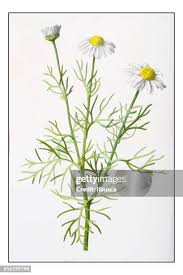 Attēlu rezultāti vaicājumam “Tripleurospermum inodorum”