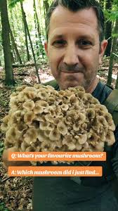 Attēlu rezultāti vaicājumam “Polyporus umbellatus”