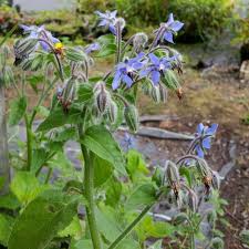 Image result for Borretsch