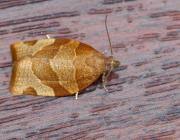 Attēlu rezultāti vaicājumam “Pandemis cinnamomeana female”