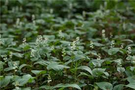 Attēlu rezultāti vaicājumam “Maianthemum bifolium bud”