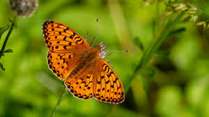 Attēlu rezultāti vaicājumam “Argynnis adippe”