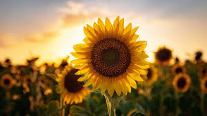 Image result for Sonnenblume