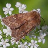 Attēlu rezultāti vaicājumam “Eriopygodes imbecilla”