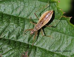 Attēlu rezultāti vaicājumam “Nabis limbatus”