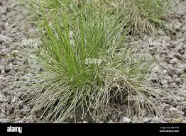 Attēlu rezultāti vaicājumam “Nardus stricta fruit”