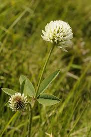 Attēlu rezultāti vaicājumam “Trifolium montanum”