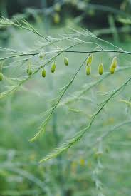 Attēlu rezultāti vaicājumam “Asparagus officinalis leaf”