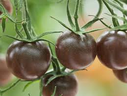 Bildergebnis für tomaten