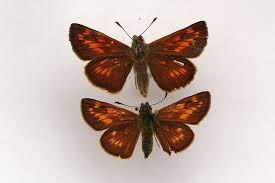 Attēlu rezultāti vaicājumam “Ochlodes sylvanus female”