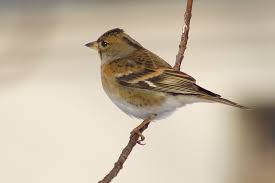 Attēlu rezultāti vaicājumam “Fringilla montifringilla”