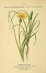 Attēlu rezultāti vaicājumam “Tragopogon pratensis subsp. pratensis leaf”